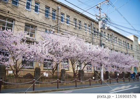 旧成徳中学校の早咲き　「春めき」桜　2023年春 116908576