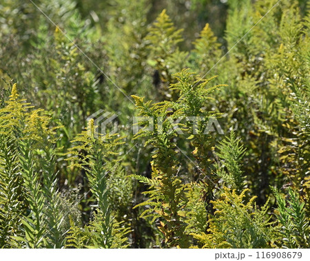 セイタカアワダチソウ (Golden rod) セイタカアワダチソウ (Golden rod) 116908679