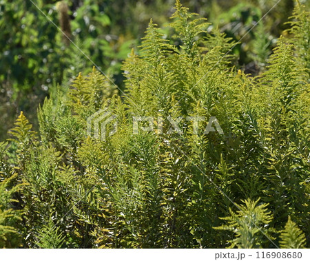セイタカアワダチソウ (Golden rod) セイタカアワダチソウ (Golden rod) 116908680