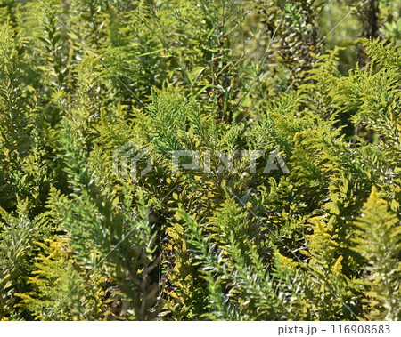 セイタカアワダチソウ (Golden rod) セイタカアワダチソウ (Golden rod) 116908683