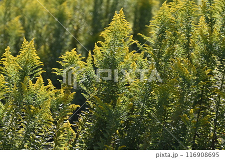 セイタカアワダチソウ (Golden rod) セイタカアワダチソウ (Golden rod) 116908695