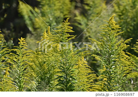 セイタカアワダチソウ (Golden rod) 116908697