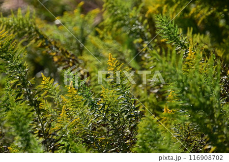 セイタカアワダチソウ (Golden rod) 116908702