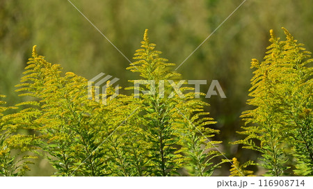 セイタカアワダチソウ (Golden rod) 116908714