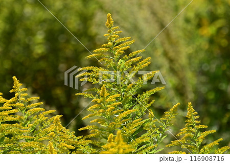 セイタカアワダチソウ (Golden rod) セイタカアワダチソウ (Golden rod) 116908716