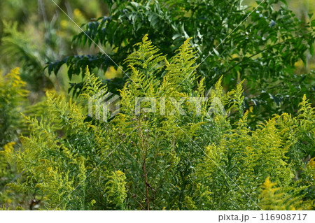 セイタカアワダチソウ (Golden rod) 116908717
