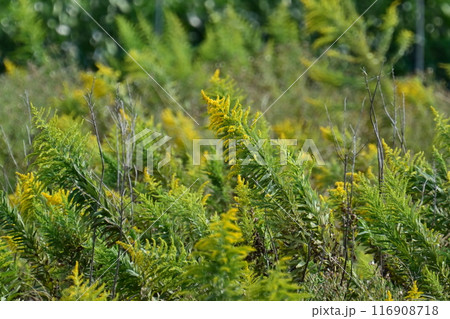 セイタカアワダチソウ (Golden rod) 116908718