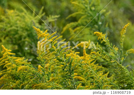 セイタカアワダチソウ (Golden rod) セイタカアワダチソウ (Golden rod) 116908719