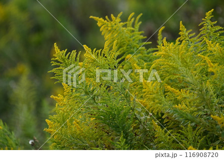 セイタカアワダチソウ (Golden rod) セイタカアワダチソウ (Golden rod) 116908720