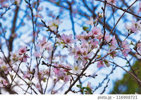 皇居　乾通り　シキザクラ（四季桜）（東京都千代田区） 116908721