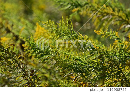 セイタカアワダチソウ (Golden rod) セイタカアワダチソウ (Golden rod) 116908725