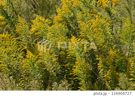 セイタカアワダチソウ (Golden rod) セイタカアワダチソウ (Golden rod) 116908727