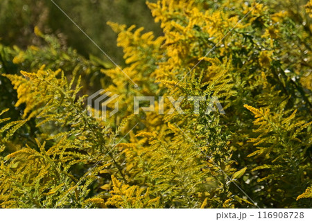 セイタカアワダチソウ (Golden rod) セイタカアワダチソウ (Golden rod) 116908728