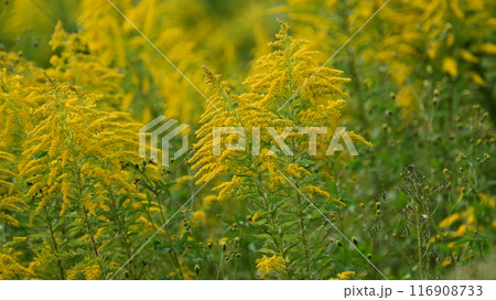 セイタカアワダチソウ (Golden rod) セイタカアワダチソウ (Golden rod) 116908733