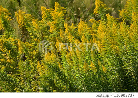 セイタカアワダチソウ (Golden rod) セイタカアワダチソウ (Golden rod) 116908737