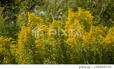 セイタカアワダチソウ (Golden rod) セイタカアワダチソウ (Golden rod) 116908738