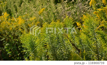 セイタカアワダチソウ (Golden rod) セイタカアワダチソウ (Golden rod) 116908739