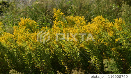 セイタカアワダチソウ (Golden rod) 116908740