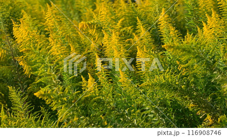 セイタカアワダチソウ (Golden rod) セイタカアワダチソウ (Golden rod) 116908746