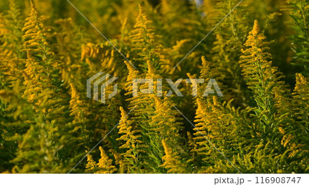 セイタカアワダチソウ (Golden rod) 116908747