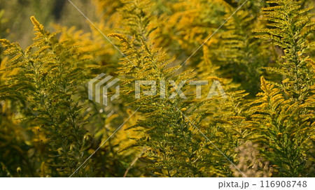 セイタカアワダチソウ (Golden rod) セイタカアワダチソウ (Golden rod) 116908748