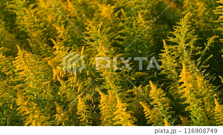セイタカアワダチソウ (Golden rod) セイタカアワダチソウ (Golden rod) 116908749