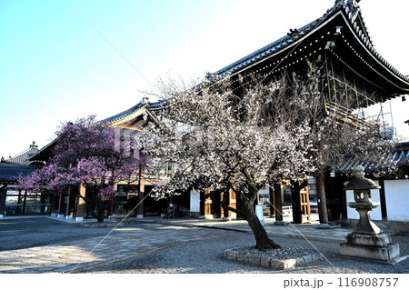 興正寺の梅の木2023 116908757