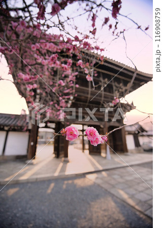 興正寺の梅の木2023 116908759