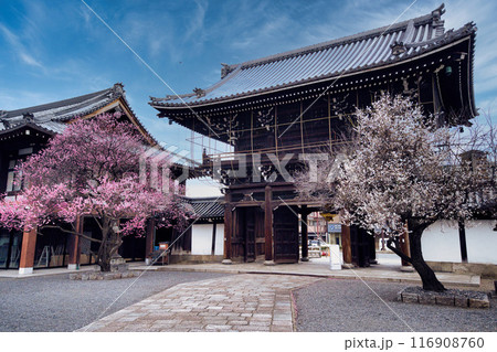 興正寺の梅の木2023 116908760