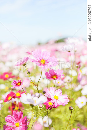 ピンク色のコスモスの美しい風景 奈良県藤原宮跡で撮影 ピンク色のコスモスの美しい風景 奈良県藤原宮跡で撮影 116908765