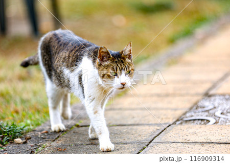 威嚇する雄猫 116909314