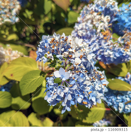 Largeleaf Hydrangea Macrophylla Blue in Portland in summer. Beautiful light blue flowers 116909315