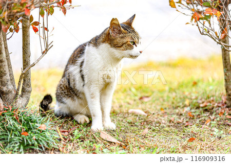 凛々しい雄猫 116909316