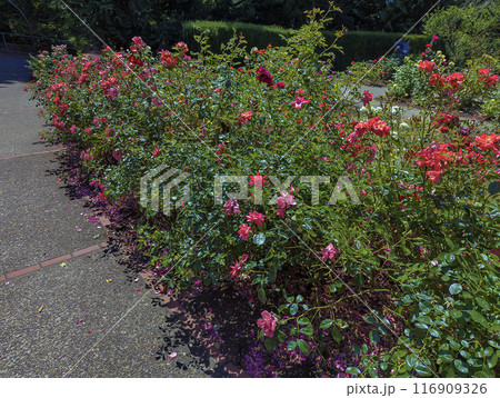 Beautiful Roses in the Garden. Peninsula Park Rose Garden in Portland, Oregon 116909326