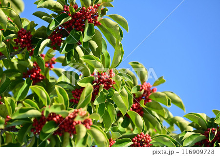 クロガネモチ（縁起物にも） 116909728