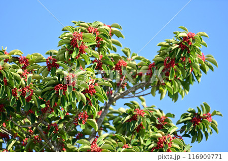 クロガネモチ(縁起物にも) クロガネモチ(縁起物にも) 116909771