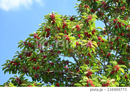 クロガネモチ(縁起物にも) クロガネモチ(縁起物にも) 116909773
