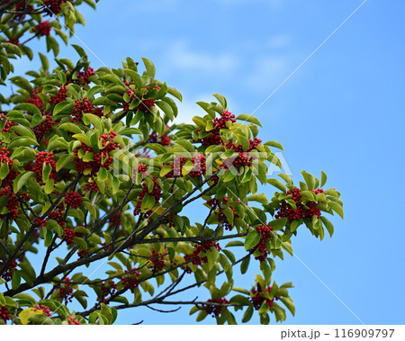 クロガネモチ(縁起物にも) クロガネモチ(縁起物にも) 116909797