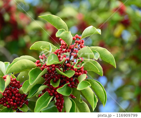 クロガネモチ(縁起物にも) クロガネモチ(縁起物にも) 116909799