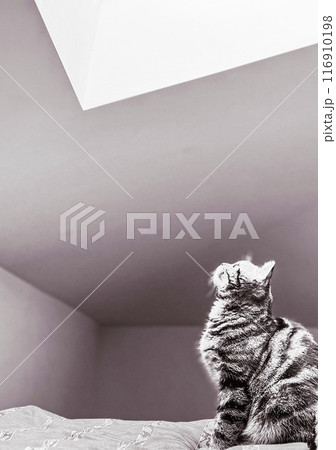 Black and white photo of a cat sitting on the bed at home looking at the opened window at roof apartment 116910198