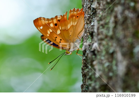 コムラサキ 116910199