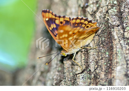 コムラサキ 116910203