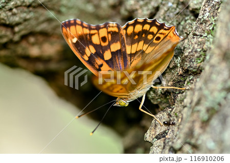 コムラサキ 116910206