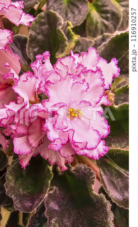 Decorative house plants. Decoration of room interior. Large colored leaves. 116910257