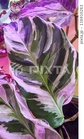 Decorative house plants. Decoration of room interior. Large colored leaves. Decorative house plants. Decoration of room interior. Large colored leaves. 116910263