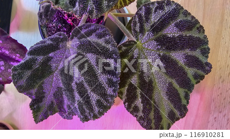 Decorative house plants. Decoration of room interior. Large colored leaves. Decorative house plants. Decoration of room interior. Large colored leaves. 116910281