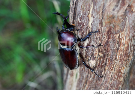 木に登るカブトムシ 木に登るカブトムシ 116910415