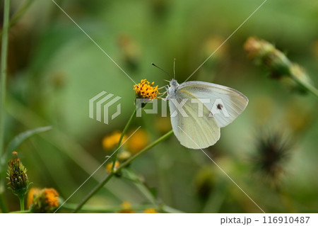 センダングサ/ひっつき虫(genus Bidens) センダングサ/ひっつき虫(genus Bidens) 116910487