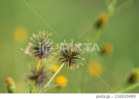 センダングサ/ひっつき虫(genus Bidens) センダングサ/ひっつき虫(genus Bidens) 116910489