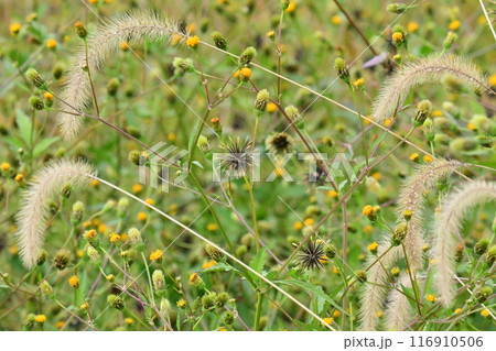 センダングサ／ひっつき虫(genus Bidens) 116910506